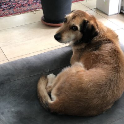 Ein braun-weißer Hund mit mittellangem Fell faulenzt auf dem Hudson Black - reines Leinen Hundebett von Libeco im Haus und blickt in die Kamera. Im Hintergrund sind ein Blumentopf und ein gemusterter Teppich zu sehen.