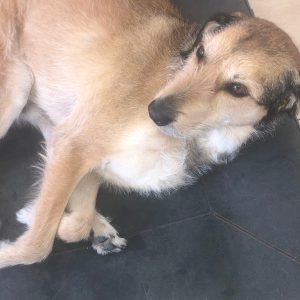 Hudson Fog - reines Leinen Hundebett von Libeco