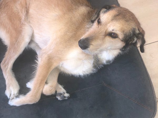 Hudson Fog - reines Leinen Hundebett von Libeco