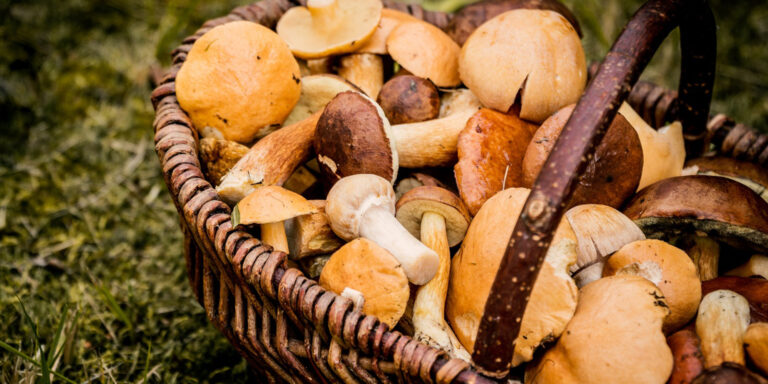 A woven basket filled with various freshly picked wild mushrooms lying in the grass. The mushrooms are different sizes and come in shades of brown, beige and orange.