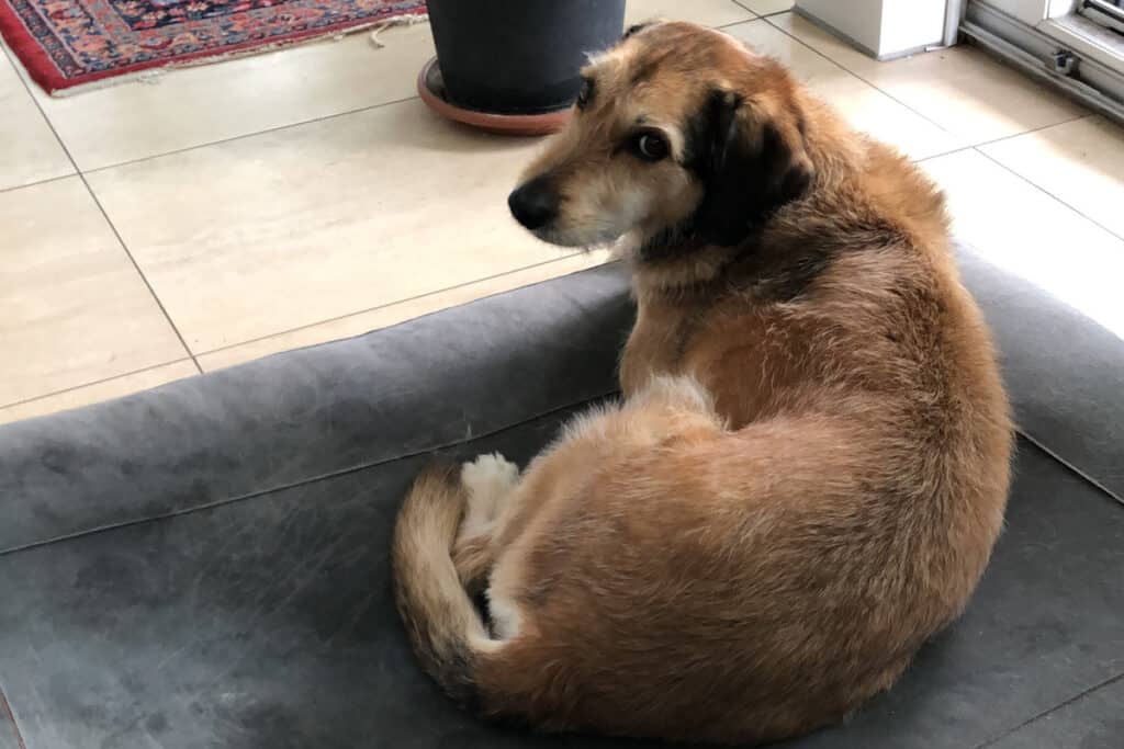 Ein Hund sitzt auf dem Boden vor einer Tür.