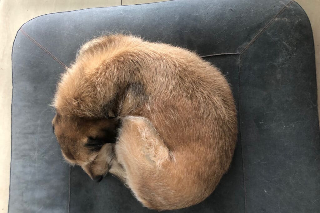 Ein Hund, der zusammengerollt auf einem Stuhl schläft.
