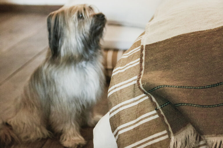 Ein kleiner Hund, der auf einem Holzboden neben einer Decke sitzt.
