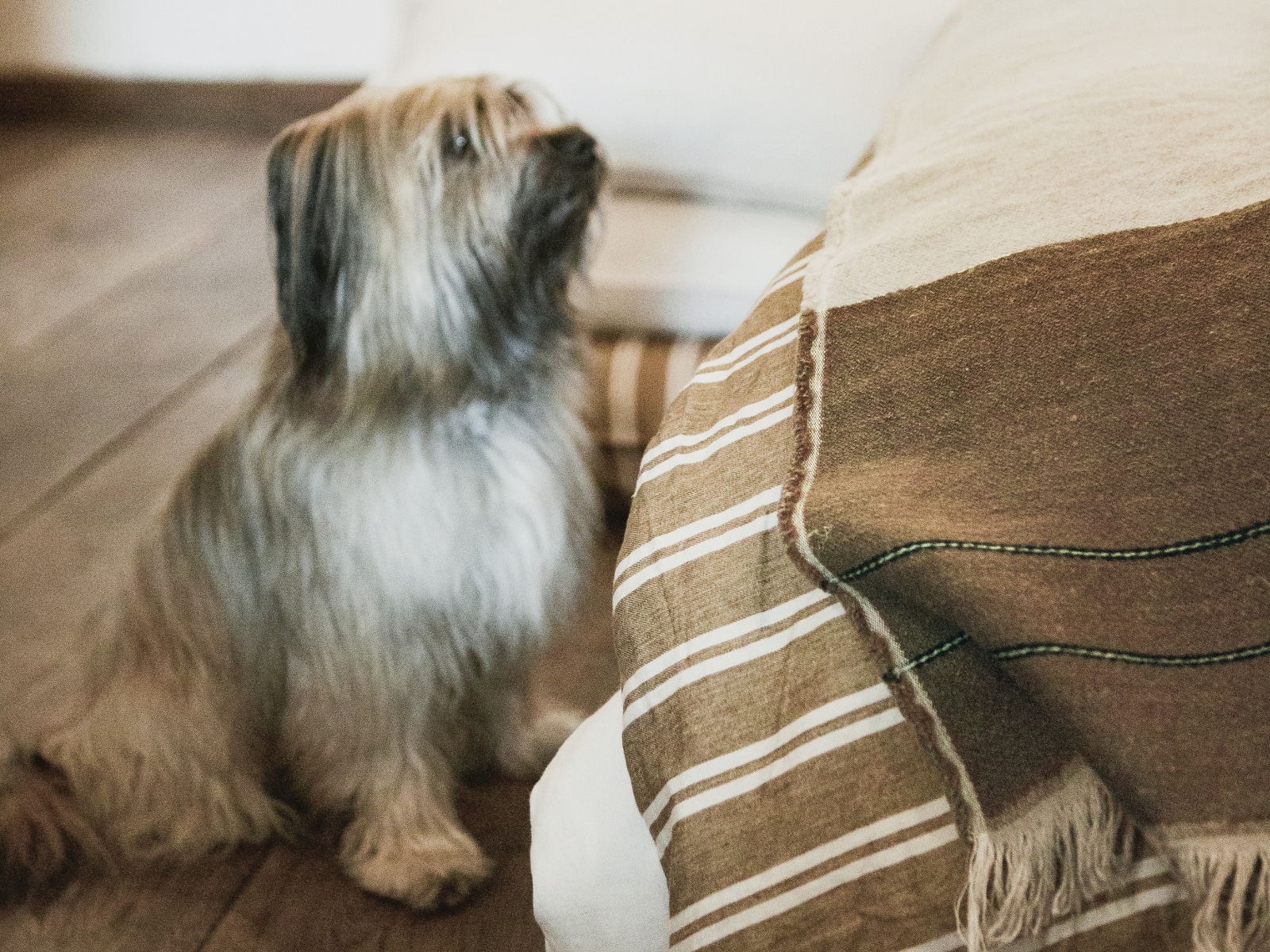 Ein kleiner, langhaariger Hund mit grauem und braunem Fell sitzt auf einem Holzboden und blickt auf ein Bett, das mit dem Hudson Flax - reines Leinen Hundebett von Libeco und einer beige und braun gestreiften Decke bezogen ist.