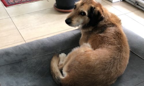 Ein braun-weißer Hund mit mittellangem Fell faulenzt auf dem Hudson Black - reines Leinen Hundebett von Libeco im Haus und blickt in die Kamera. Im Hintergrund sind ein Blumentopf und ein gemusterter Teppich zu sehen.