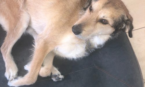 Ein hellbrauner und weißer Hund mit schwarzer Nase entspannt sich im Haus auf einem Hudson Fog - reines Leinen Hundebett von Libeco und blickt mit wachen braunen Augen zur Seite.