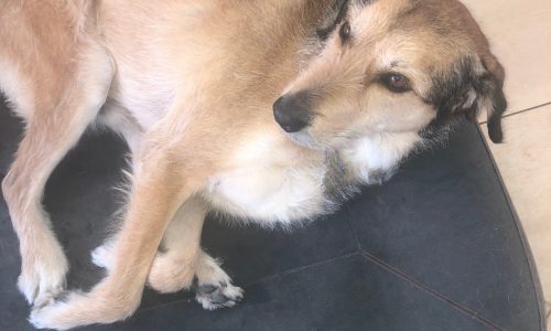 Ein hellbrauner und weißer Hund mit schwarzer Nase entspannt sich im Haus auf einem Hudson Fog - reines Leinen Hundebett von Libeco und blickt mit wachen braunen Augen zur Seite.