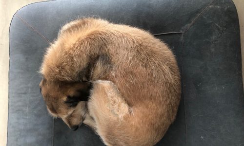 Ein brauner Hund liegt zusammengerollt und schlafend in einem engen Kreis auf dem Hudson Black - reines Leinen Hundebett von Libeco.