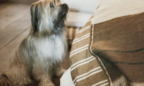 Ein kleiner, langhaariger Hund mit grauem und braunem Fell sitzt auf einem Holzboden und blickt auf ein Bett, das mit dem Hudson Flax - reines Leinen Hundebett von Libeco und einer beige und braun gestreiften Decke bezogen ist.