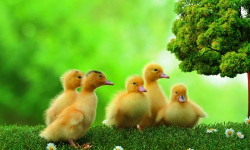 Vier flauschige gelbe Entenküken stehen auf grünem Gras mit kleinen weißen Blüten, neben einem Baum, vor einem hellen, unscharfen grünen Hintergrund.